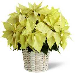 The FTD White Poinsettia Basket (Large) from Kinsch Village Florist, flower shop in Palatine, IL